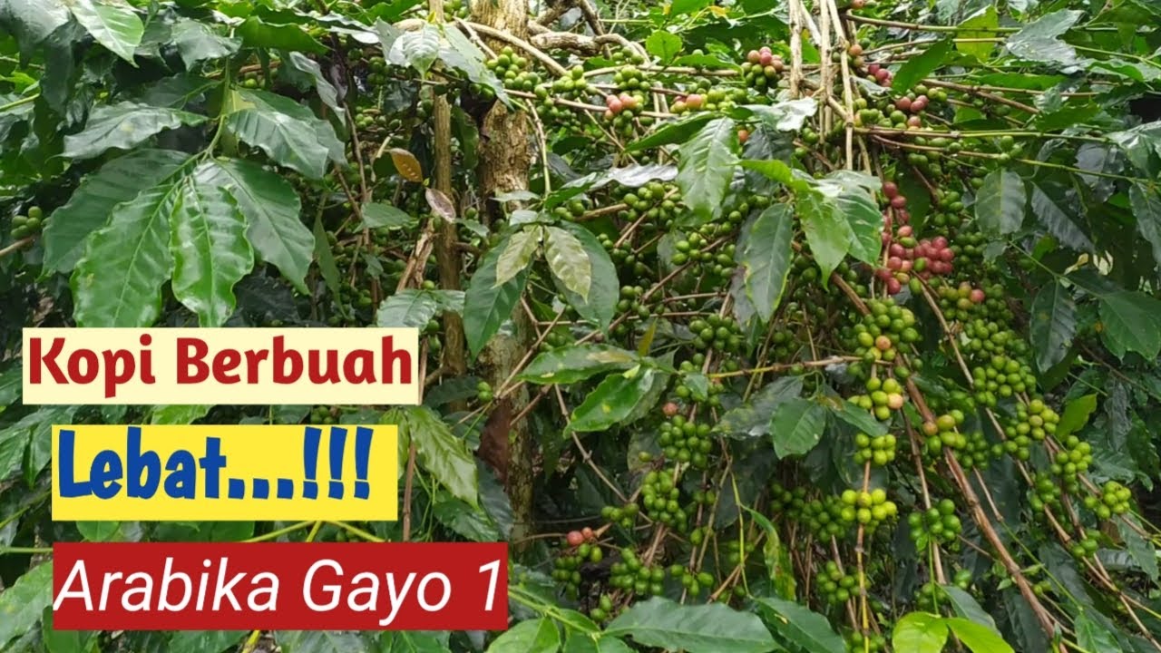 Gayo 1 сортовая арабика с тяжелыми фруктами