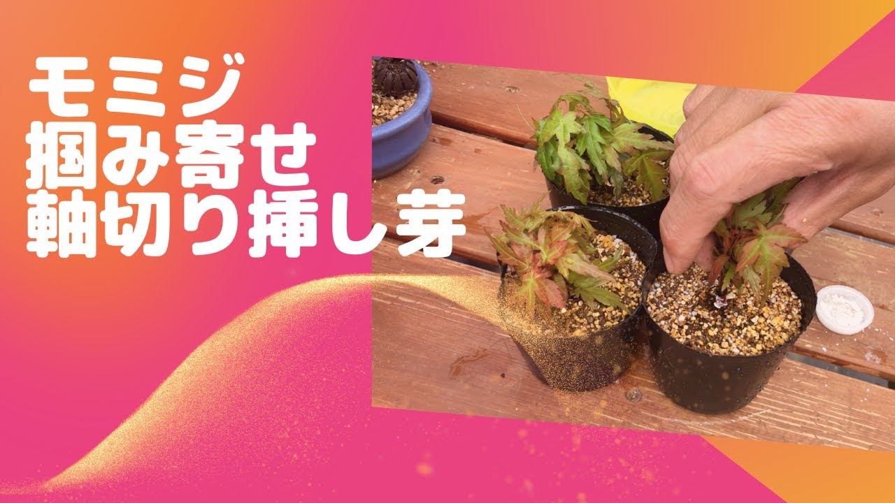 モミジの掴み寄せ軸切り挿し芽