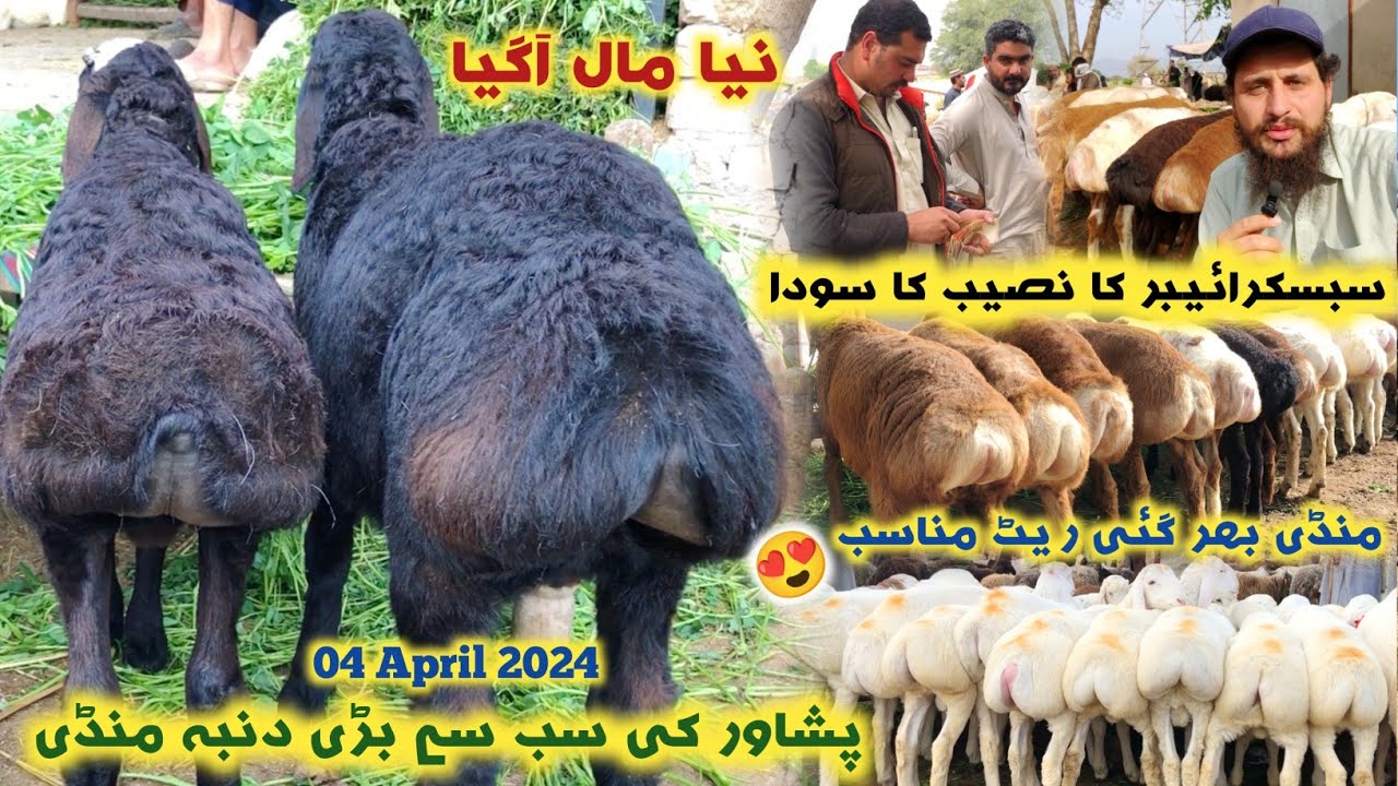 Dumba Mandi Peshawar 04/4/2024 New Updates | Turkey Balkhi Sheep Price Eid Ul Azha 2024 | Izhar Ali
