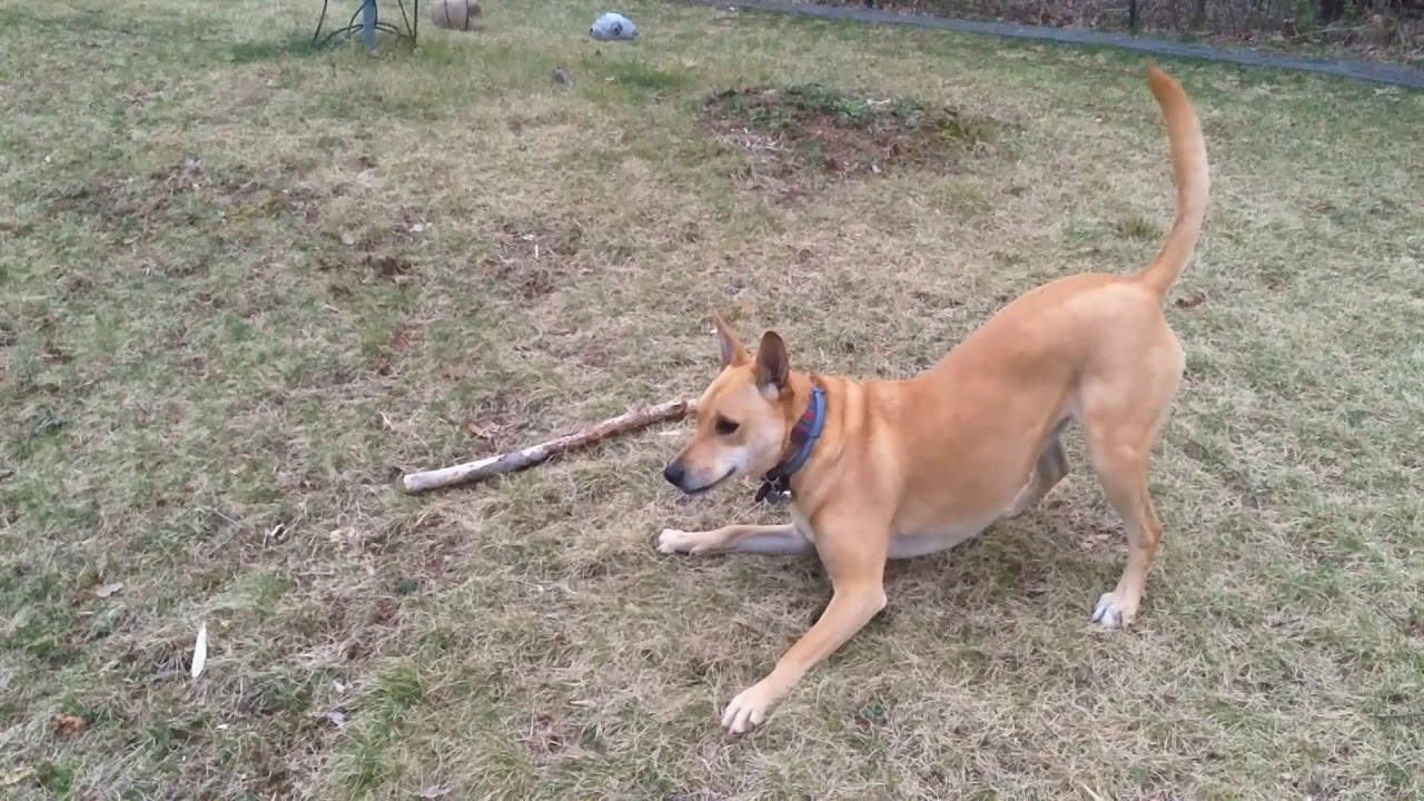 full energy,  Carolina dog, American dingo and friends