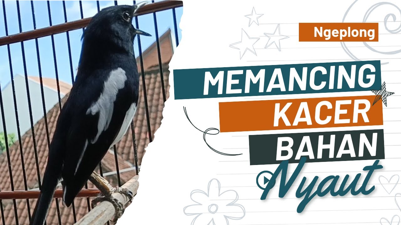 SUARA KACER NGEPLONG MEMANCING KACER APASAJA SUPAYA BUNYI GACOR