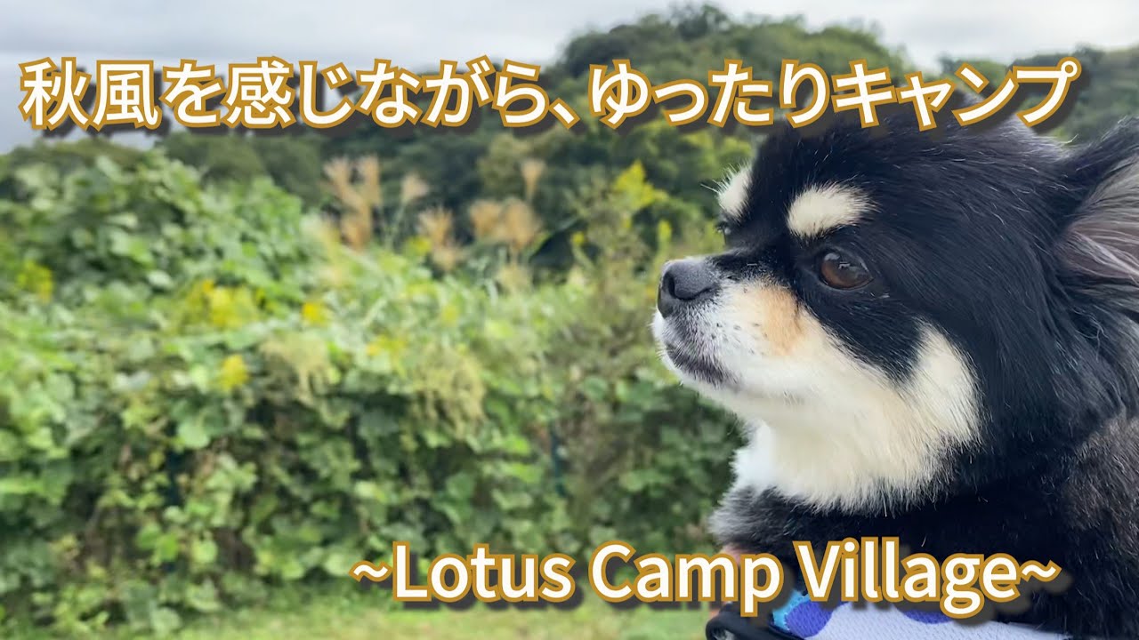 【犬連れキャンプ】Lotus Camp Villageでチワワと過ごす静かな時間