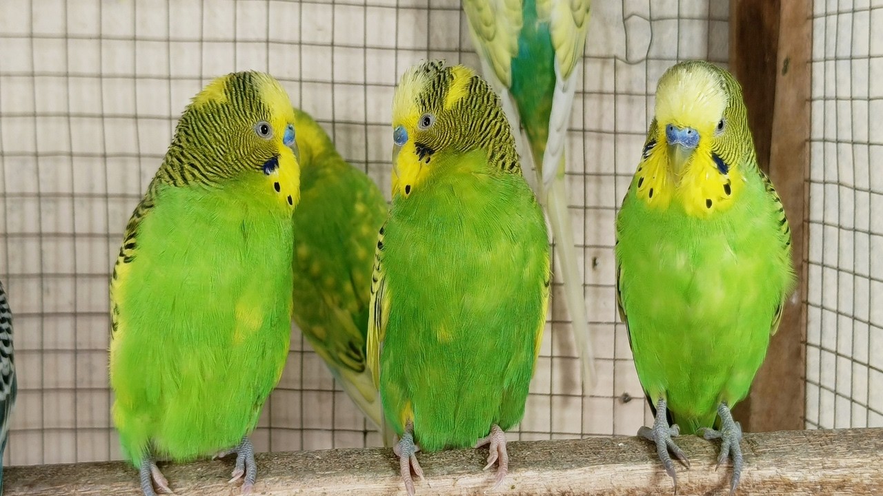 3 Hour Cute Pet Budgies Chirping,  Nature Parakeets Bird Sound to Reduce Stress