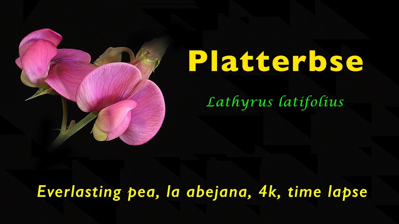 Platterbse, Everlasting pea, la abejana, Lathyrus latifolius 4k, time lapse 01