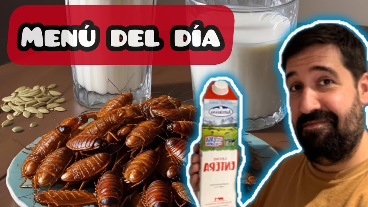 Como Alimento A Mi Colonia de Hormigas MESSOR BARBARUS 