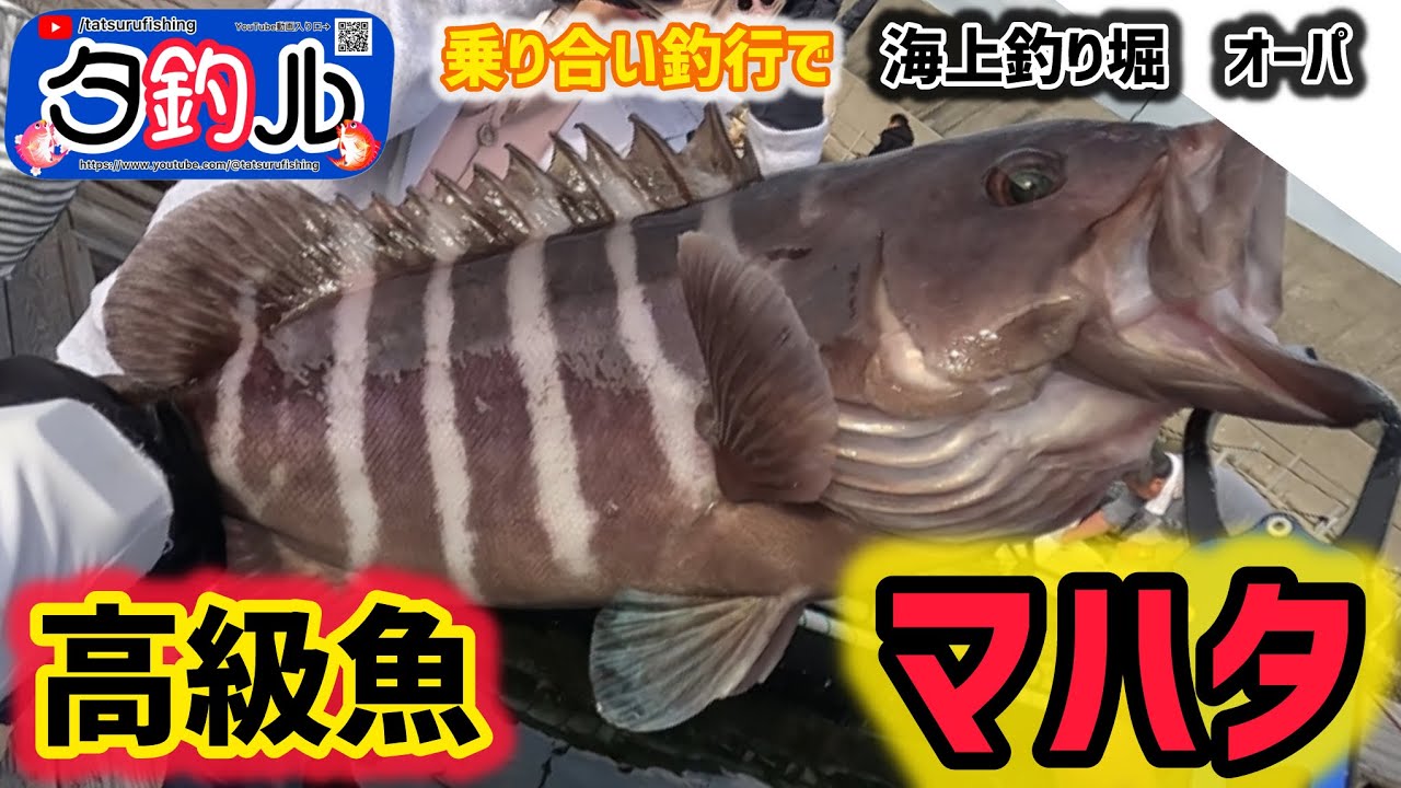 【海上釣堀】シラサに高級魚マハタが食いついた✨お鍋確定ですね🤤