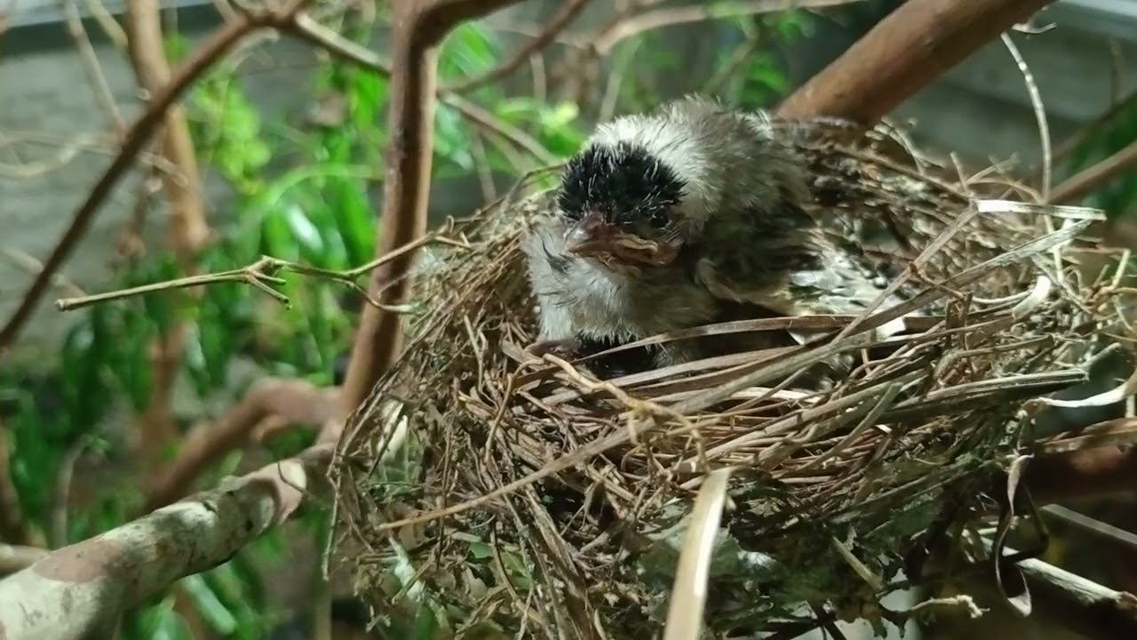 baby bird, starting to grow up