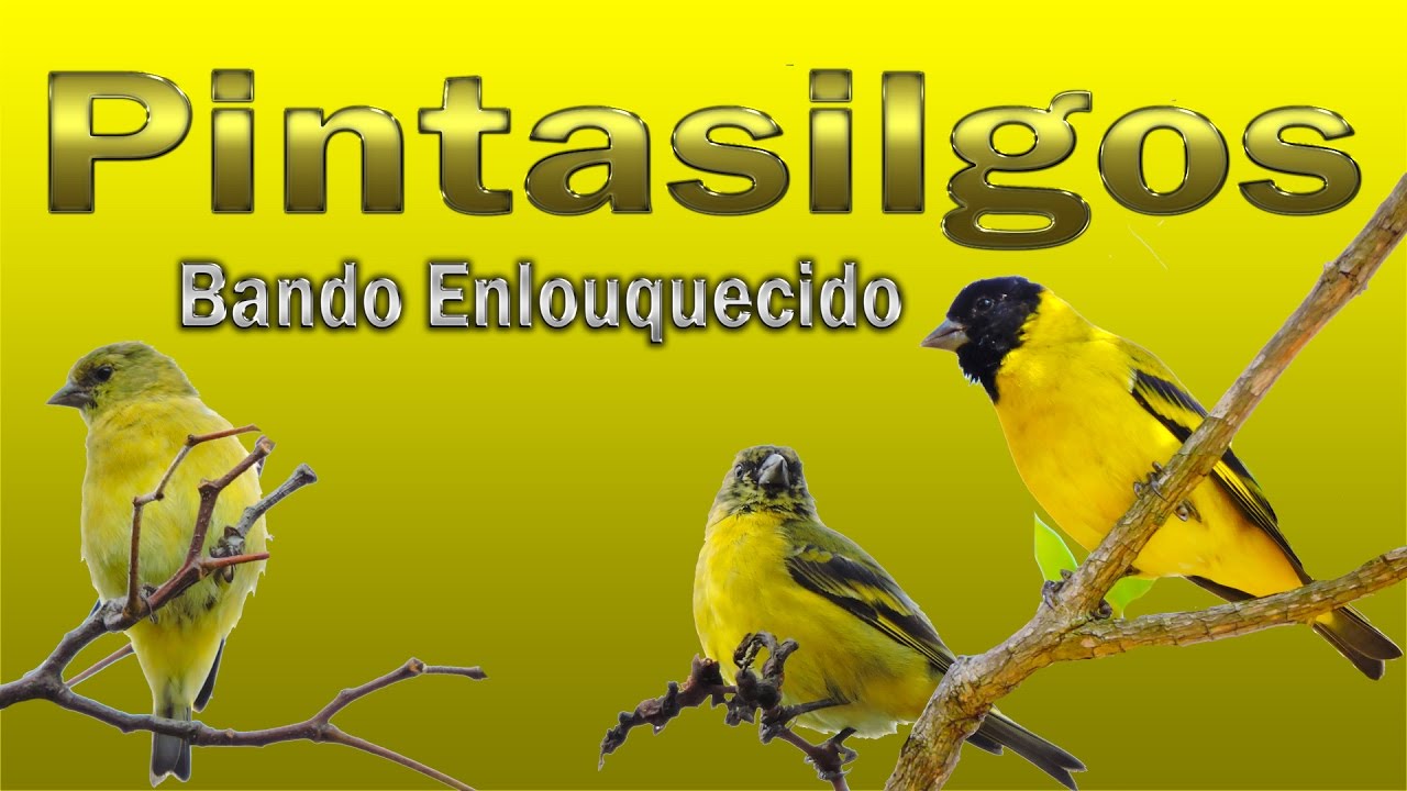 Pintassilgos cantando em bando gravados ao vivo em HQ para endoidar seus pássaros
