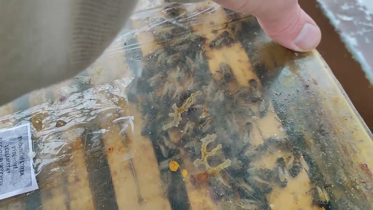 Pohled do včel v zimě. Jak včely přež&iacute;vaj&iacute; zimu ve včel&iacute;m &uacute;lu?