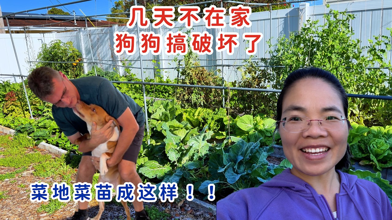 几天不在家，狗狗搞破坏了，没人管的菜地菜苗成了这样子!
