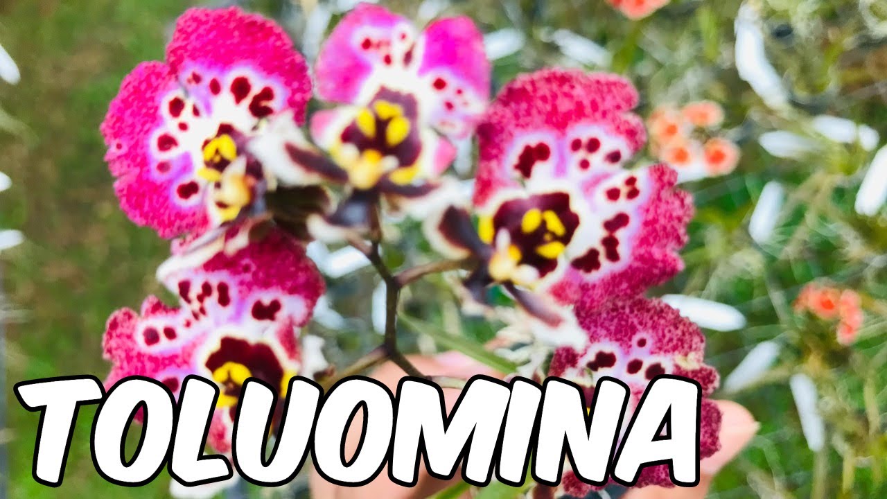 Orchid Toluomina || Blooming Size || With Flowers || Sri Lanka
