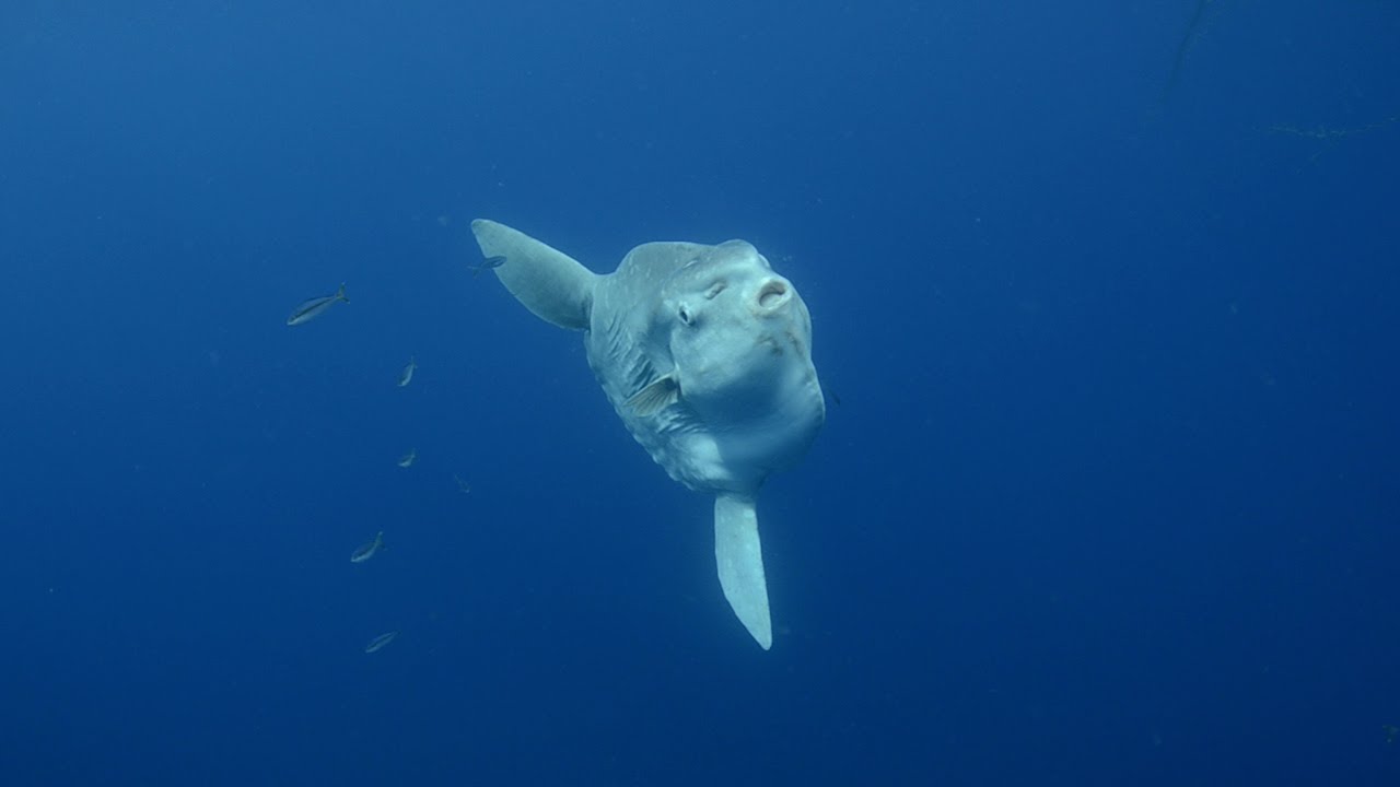 The Ocean Sunfishes. Evolution, Biology and Conservation - Interview with Dr Tierney Thys