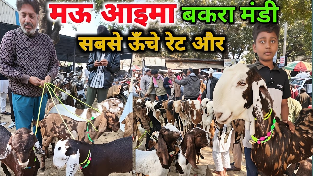 मऊ आइमा बकरा मंडी सबसे ऊँचे रेट और  बेहतरीन नस्ल Mauaima Bakra Markit Paryagraj #bakramandi #goat