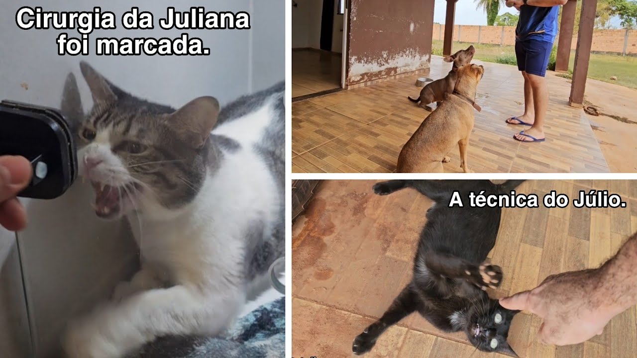 #VLOG - Não deixa passar a mão nele mas mas tem ciúmes dos cachorros.  😂