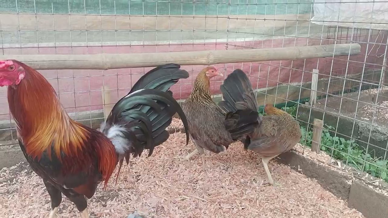 Pure Yellow Legged Hatch