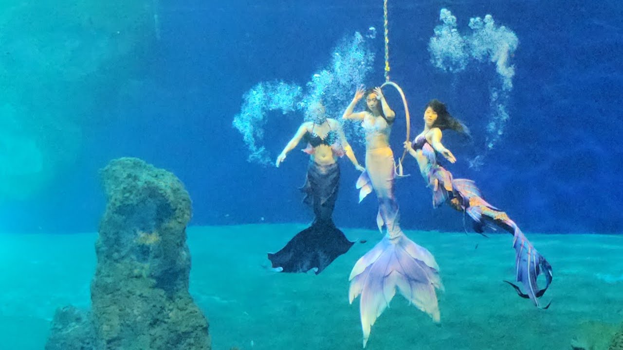 美人魚的神秘傳說 實境表演 遠雄海洋公園（S23 Ultra手持4K60)