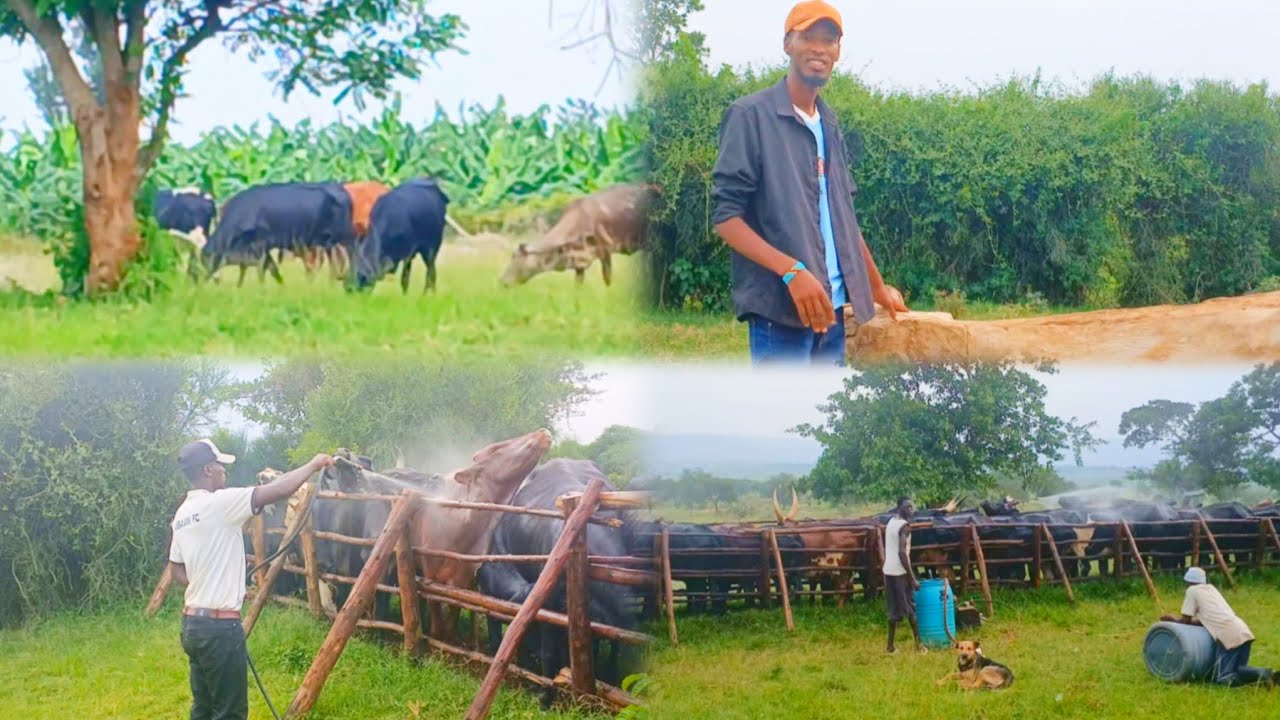 🙏❤️MINEMBWE // INKA ZONGEYE KUJA KUGIPURIZO ;NUBWO ZANYAZWE ARIKO NTIZASHIZE
