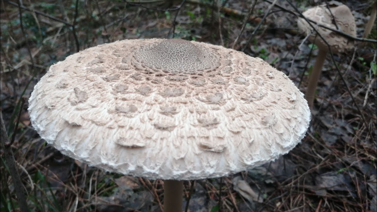 Şemsiye mantarı bulma (Macrolepiota Procera) bir ocakta 26 adet