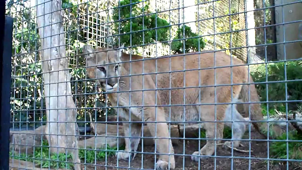 Up close with cougars at San Diego Zoo