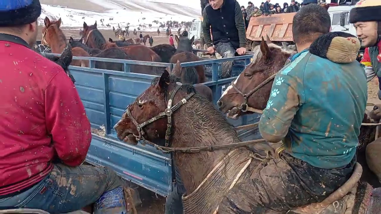 Ноокат ото Зооор Улак Болдуго Элчи Палвандын Чоон Аламан Улакгы 