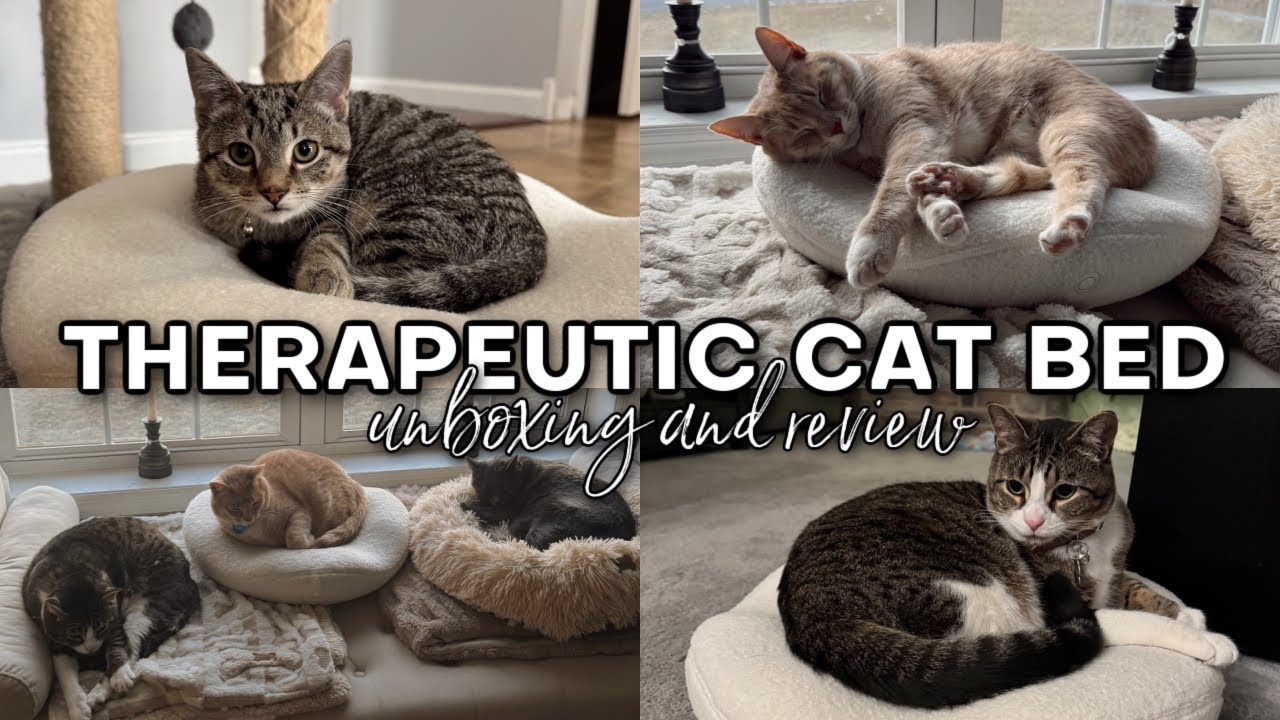 My Cats Try a Therapeutic Cat Bed!! | KNEAD CAT BED REVIEW