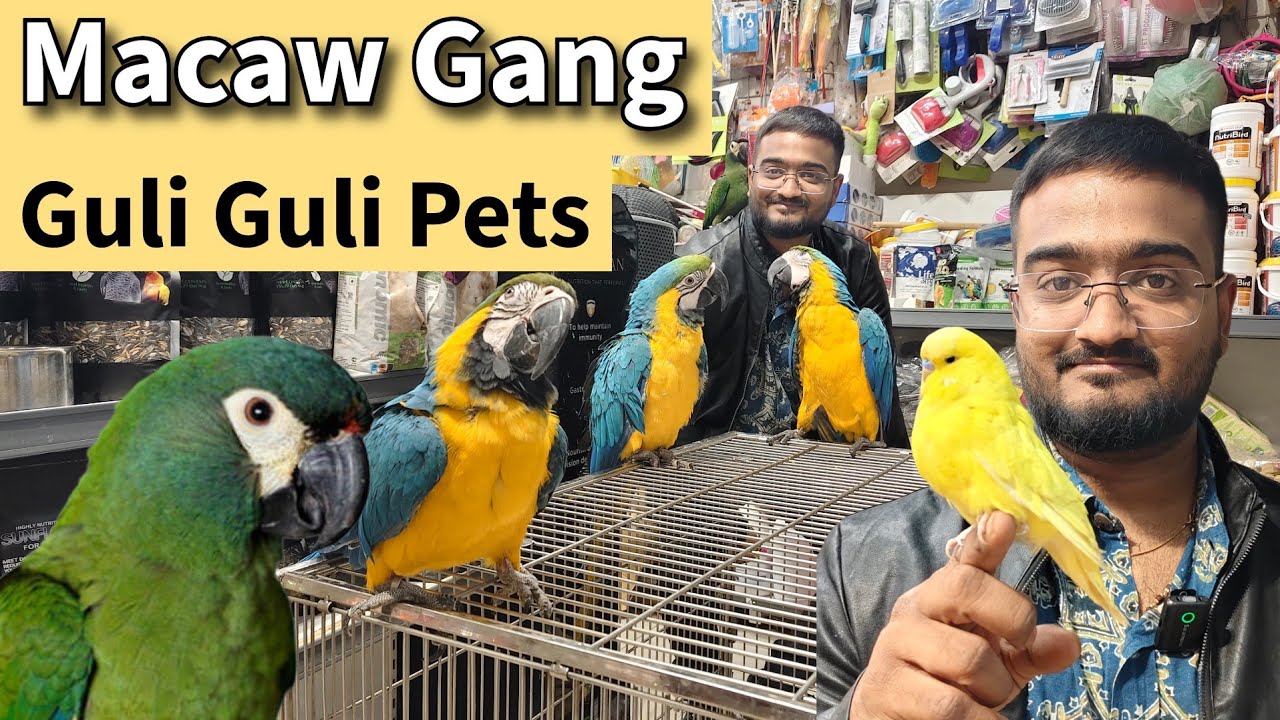 Lots of Macaws at Guli Guli Pets Shop | Hand Tamed Budgies, Conure, Cockatiel 