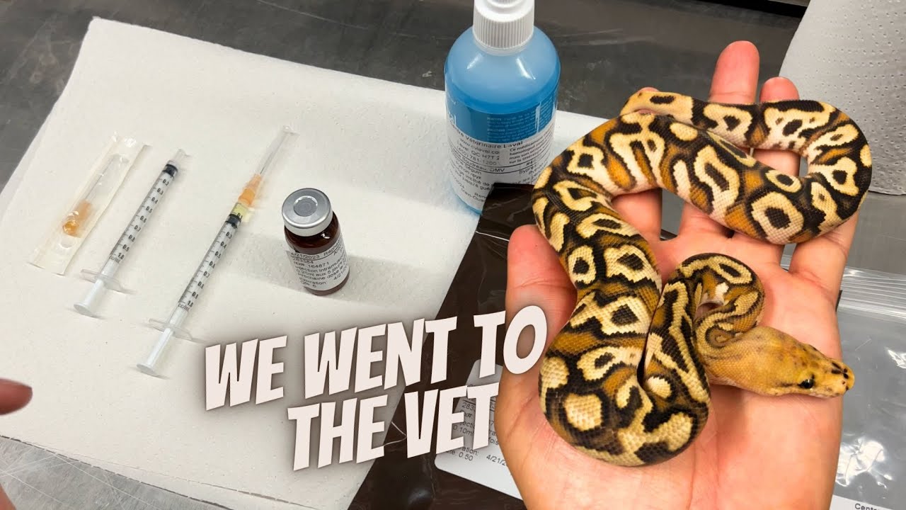 I Have A Sick Snake... What Do I Have To Do Now?