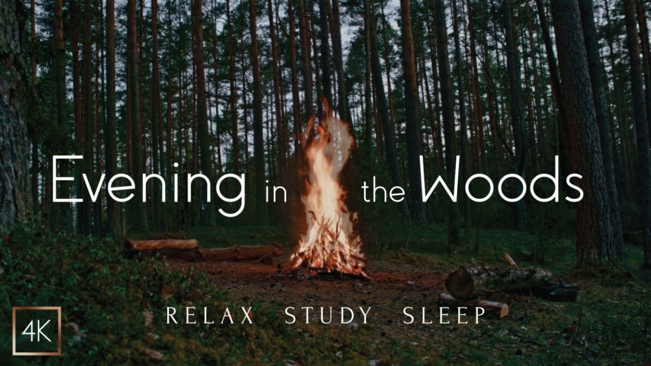 Relaxing Evening Campfire ASMR - Crackling Bonfire and Forest Soundscape - 1 Hour 4K