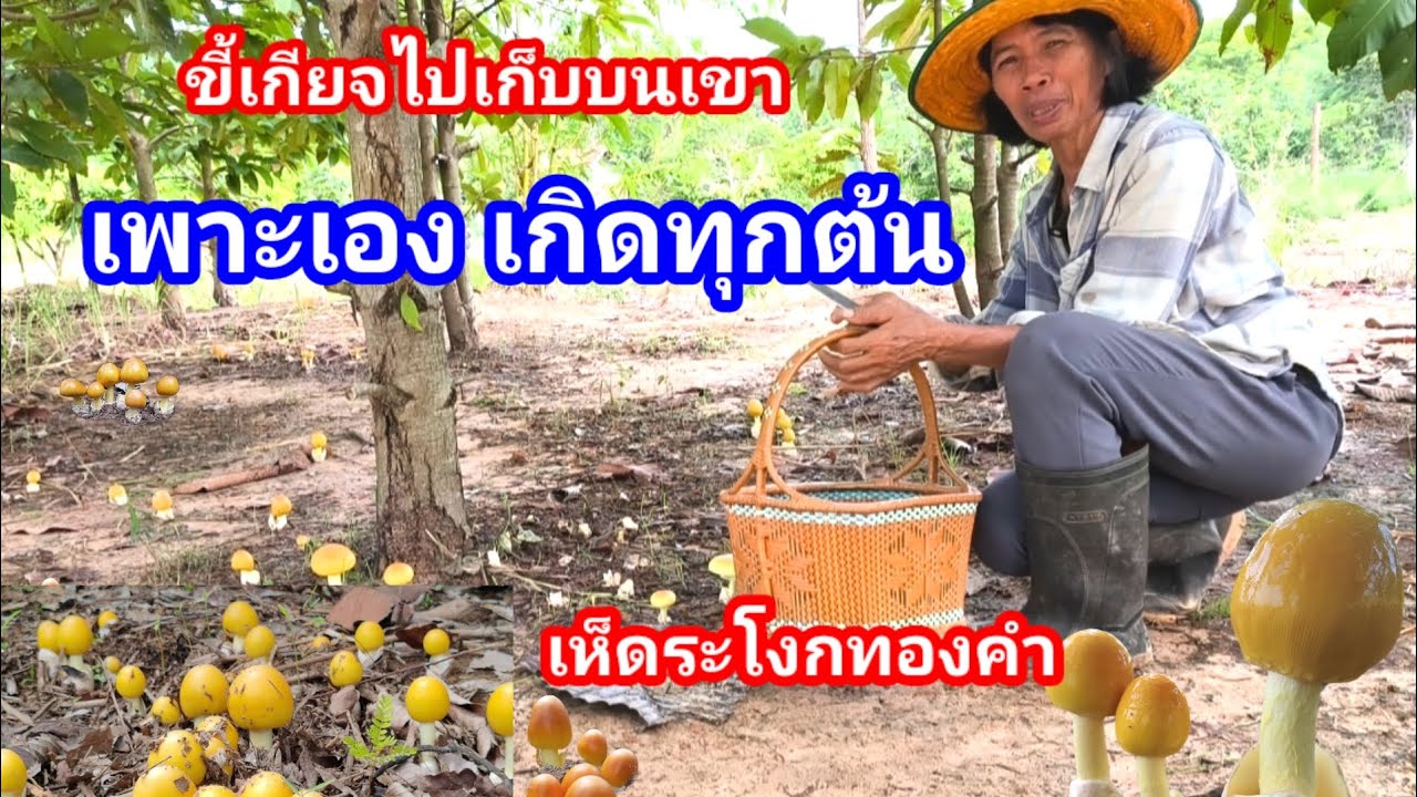เห็ดระโงกทองคำ เพาะยางนาลงเชื้อเห็ด 2 ปีออกทุกต้น ฝีมือไม่ธรรมดา แม่พร ปทุมราช อำนาจเจริญ