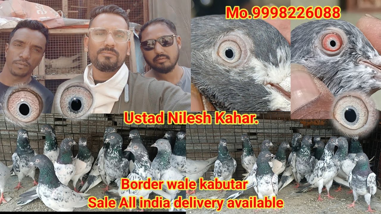 Border Wale kabutar sale || ke liye kisi ko Lena || ho to MO+9998226088 Ustad Nilesh kahar Baroda.