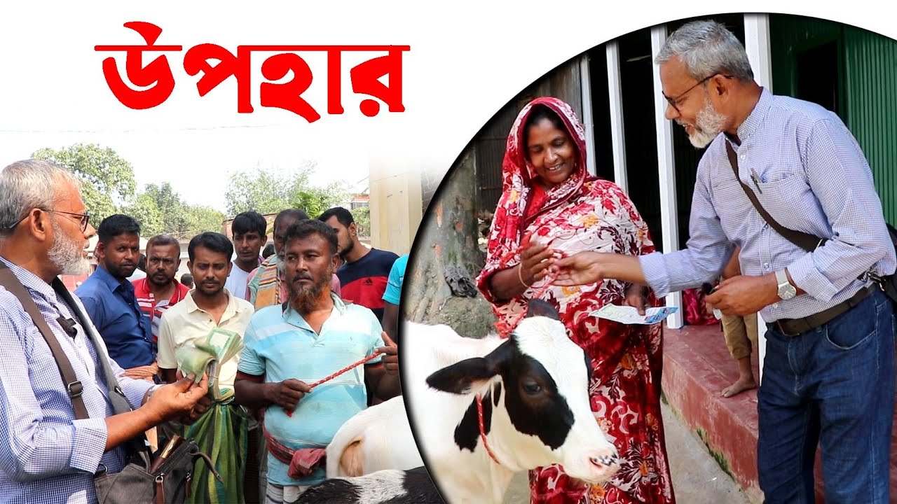 1748-ফ্রিজিয়ান বকনা গরু পেয়ে খুবই খুশী হয়েছে খুশি মনি -র.ই মানিক। R.I.Manik,Chitrapuri,Krishichitra