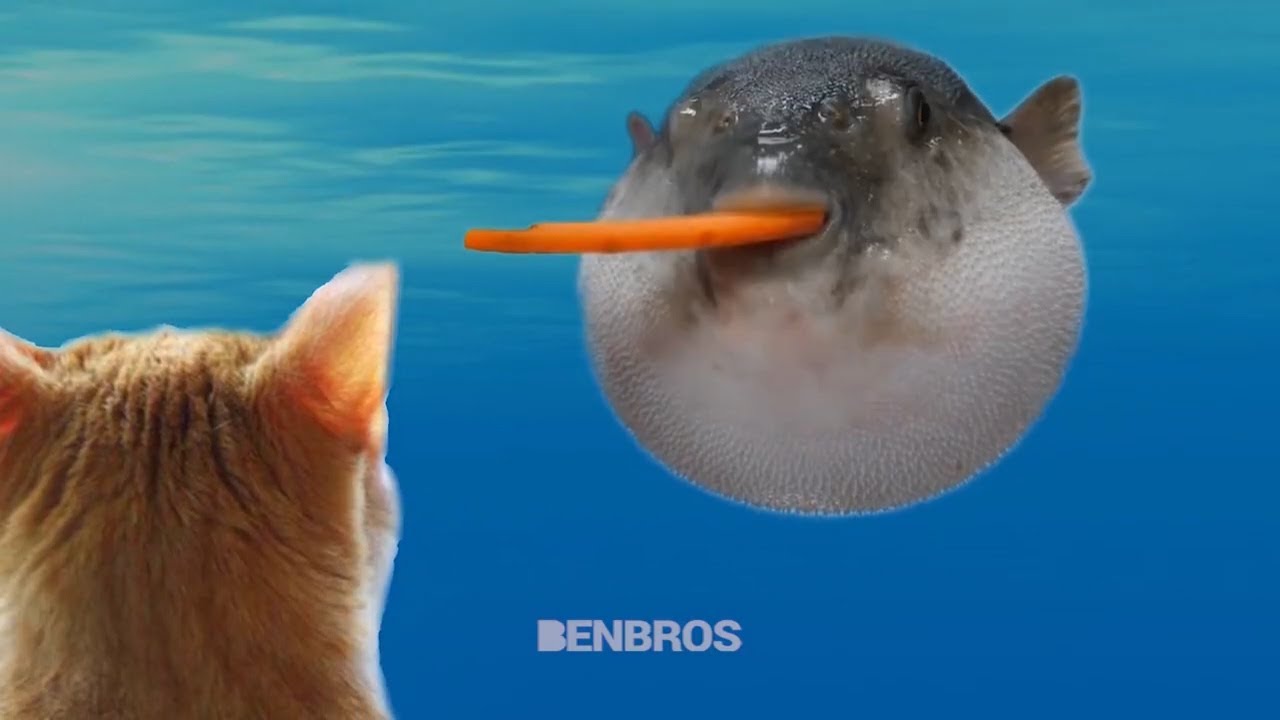 I, Pufferfish, have a dream. Catto.