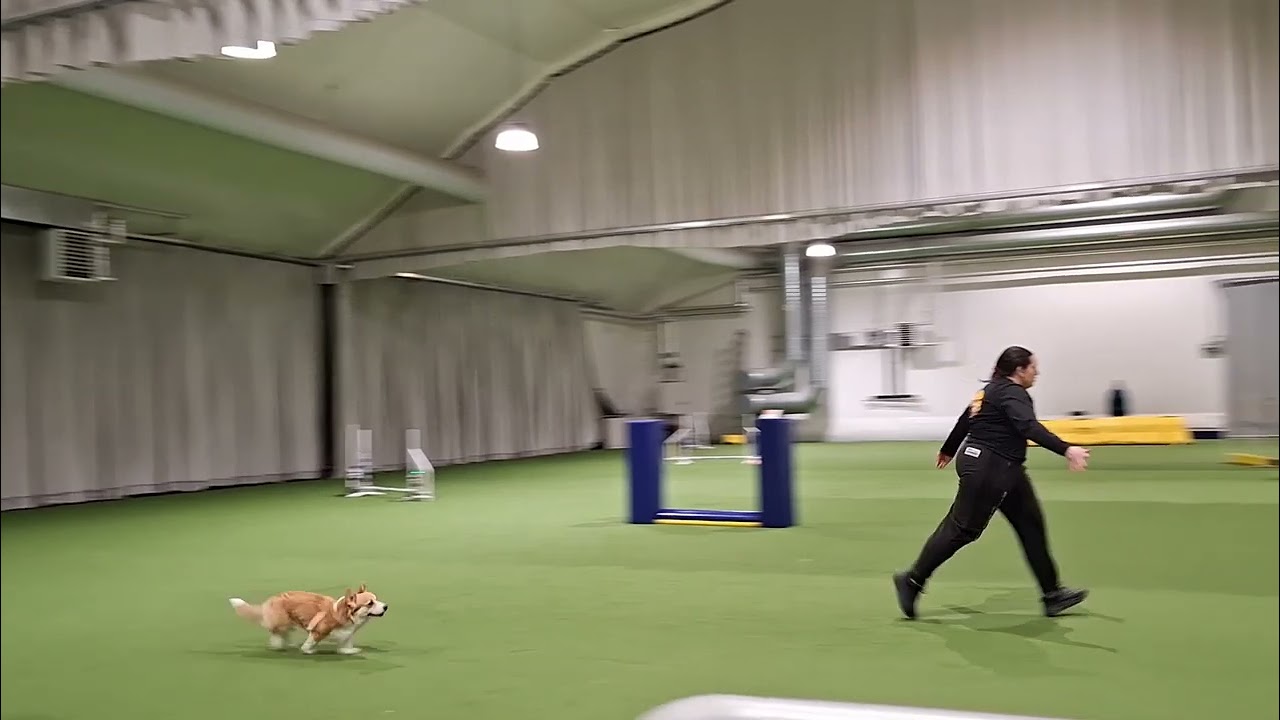 Tävling agility klass 3 & 2, 20260214