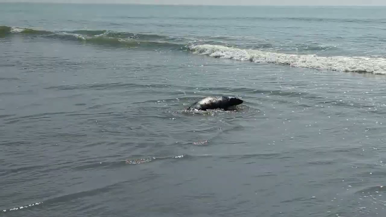 July 29, 2025- Release Day for Grey Seal #25-035 (Port Monmouth)