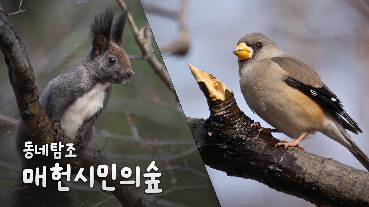 [동네탐조] 양재동 매헌시민의숲 밀화부리 검은지빠귀 되새 검은지빠귀  #birdswatching #wildlife #wildphotography #happybird #산책 #탐조
