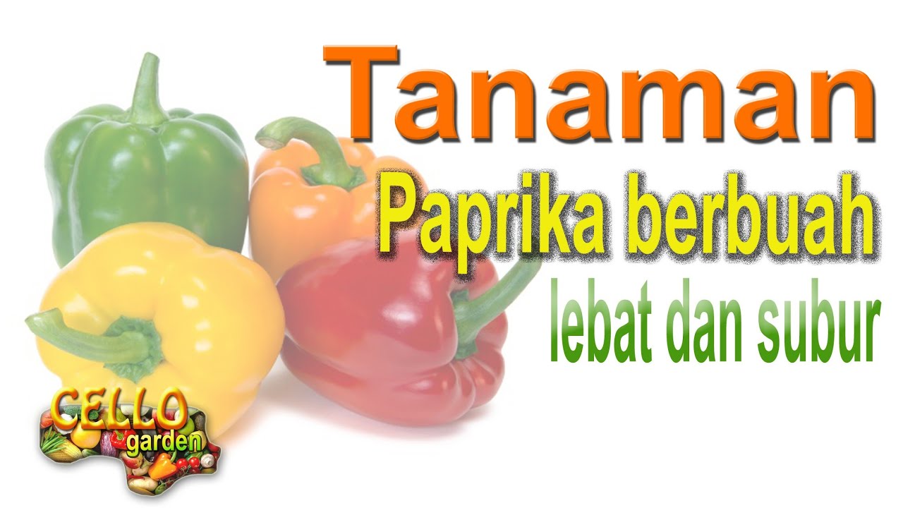 Tanaman paprika berbuah lebat dan subur