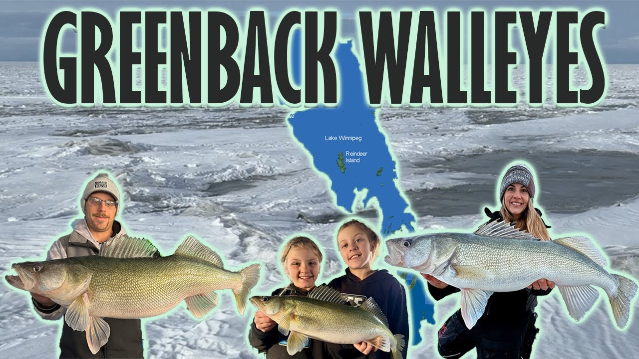 GIANT GREENBACK walleyes LAKE WINNIPEG ICE camping