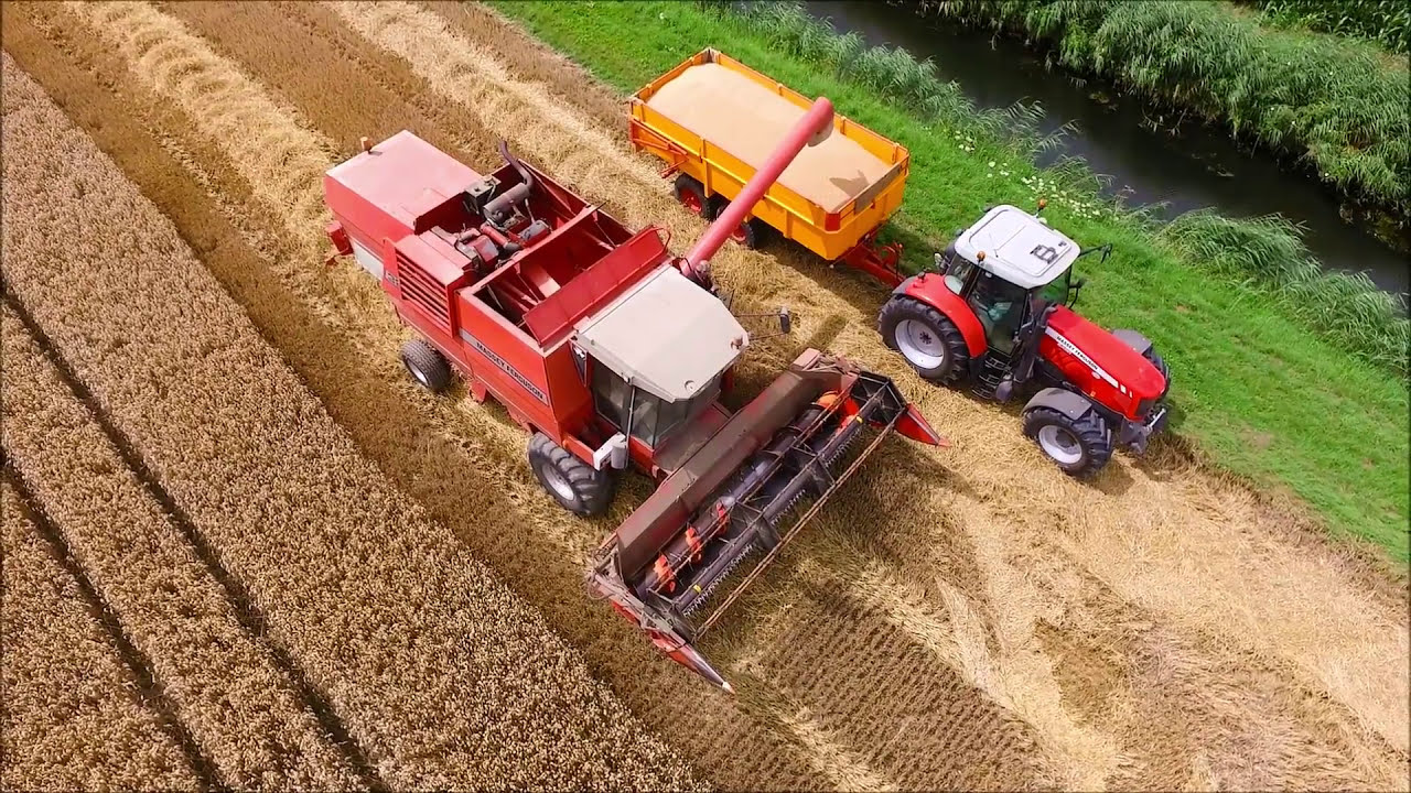 Massey Ferguson  / Tarwe Dorsen / Wheat  Harvest / Weizen Dreschen / MF 32 Combine / Graanoogst