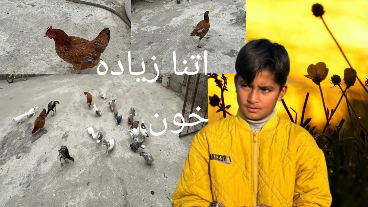 آ ج مر غی کی لڑائی ہو گئی سیل مرغی نے گولڈن مرغی کو زخمی کر دیا 