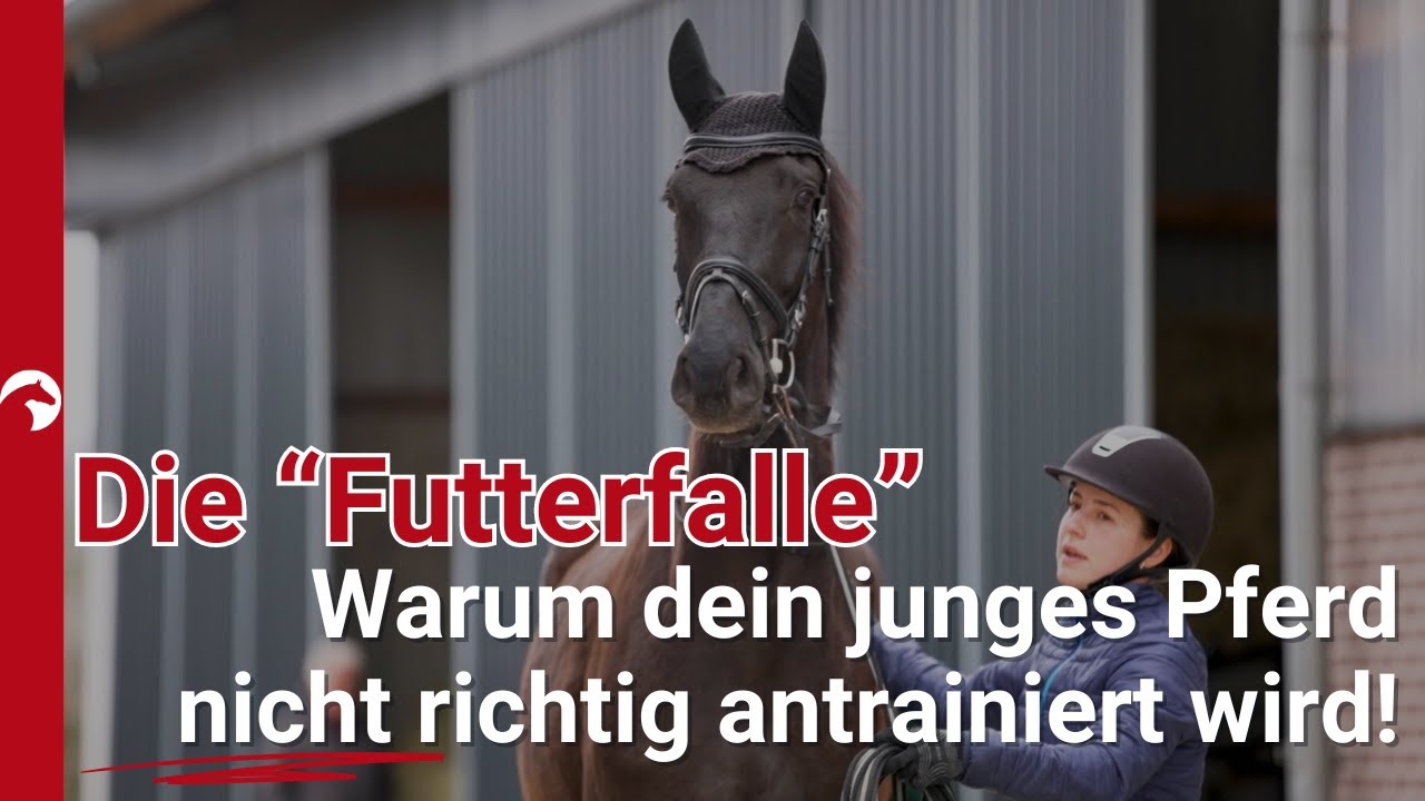 Was die meisten Reiter bei der Fütterung junger Pferde falsch machen