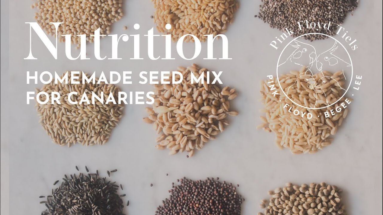 BIRD NUTRITION: Homemade canary seed mix