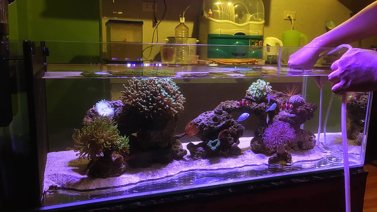 All Saints Day Changing Sandbed - DIY AIO Shallow Reef Tank - Chapter 2 Episode 12