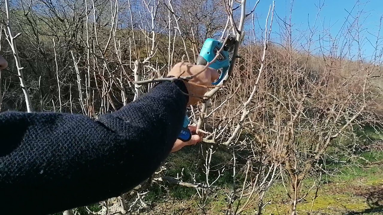 PODA DE FRUTIFICACION DEL PERAL