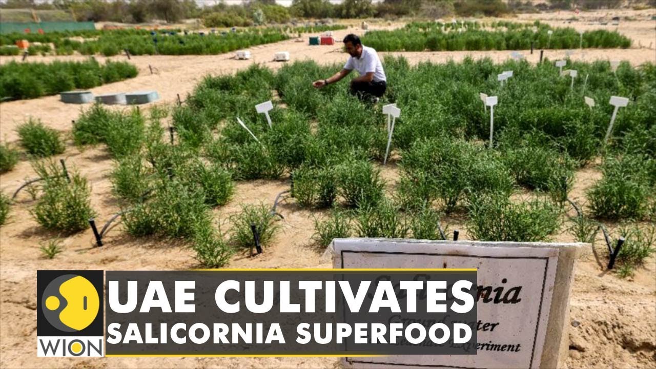 WION Climate Tracker | UAE on front-line of climate change | Cultivates Salicornia superfood