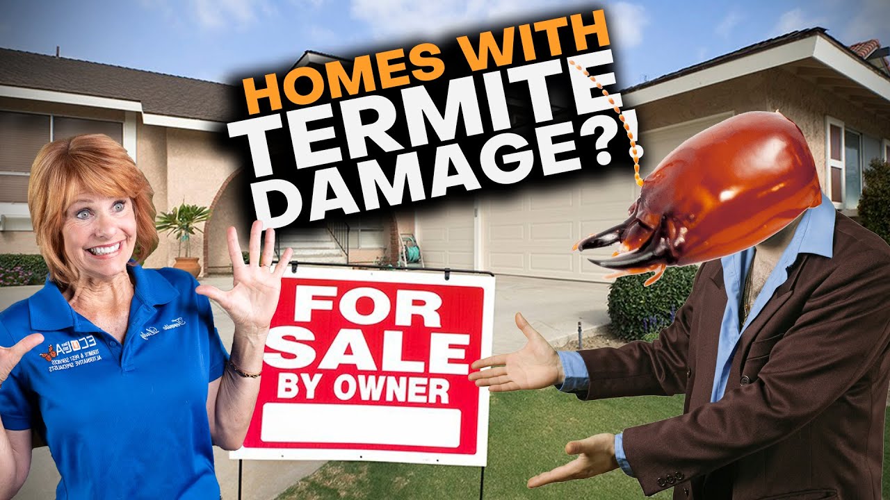 Should You Buy A House With Termite Damage?
