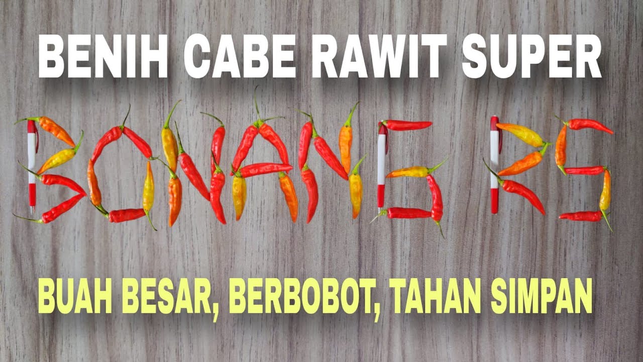 Tanaman Cabe Rawit Super BONANG RS dengan buah yang lebat dan besar