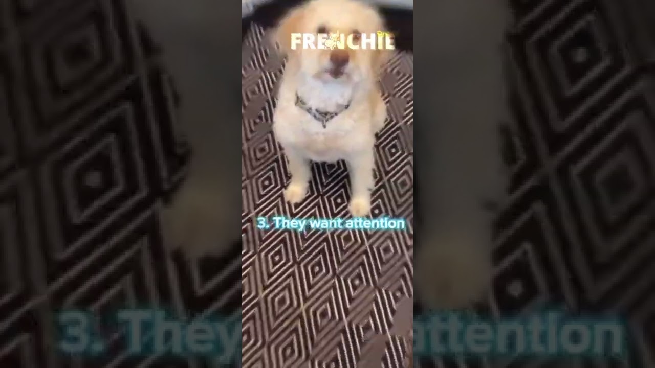 Eight reasons why your dog follows you everywhere