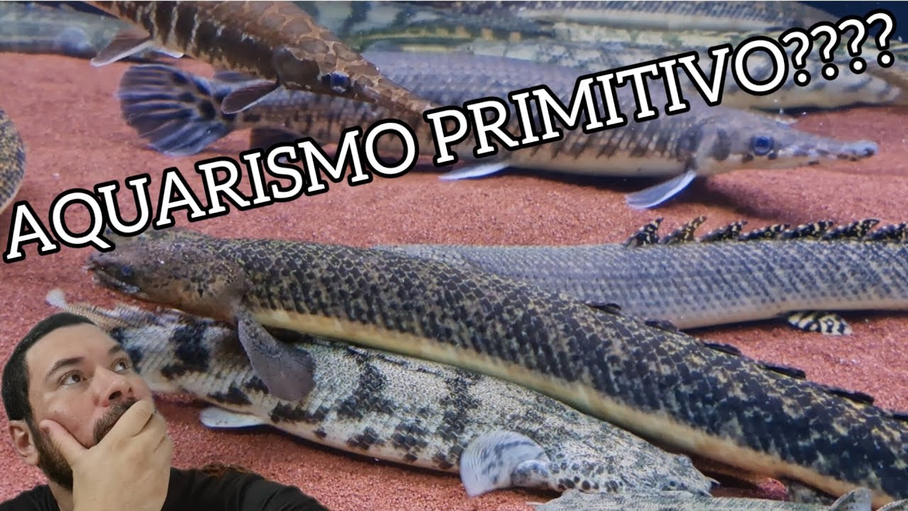 AQUARISMO PRIMITIVO? PEIXES PRIMITIVOS NO BRASIL...