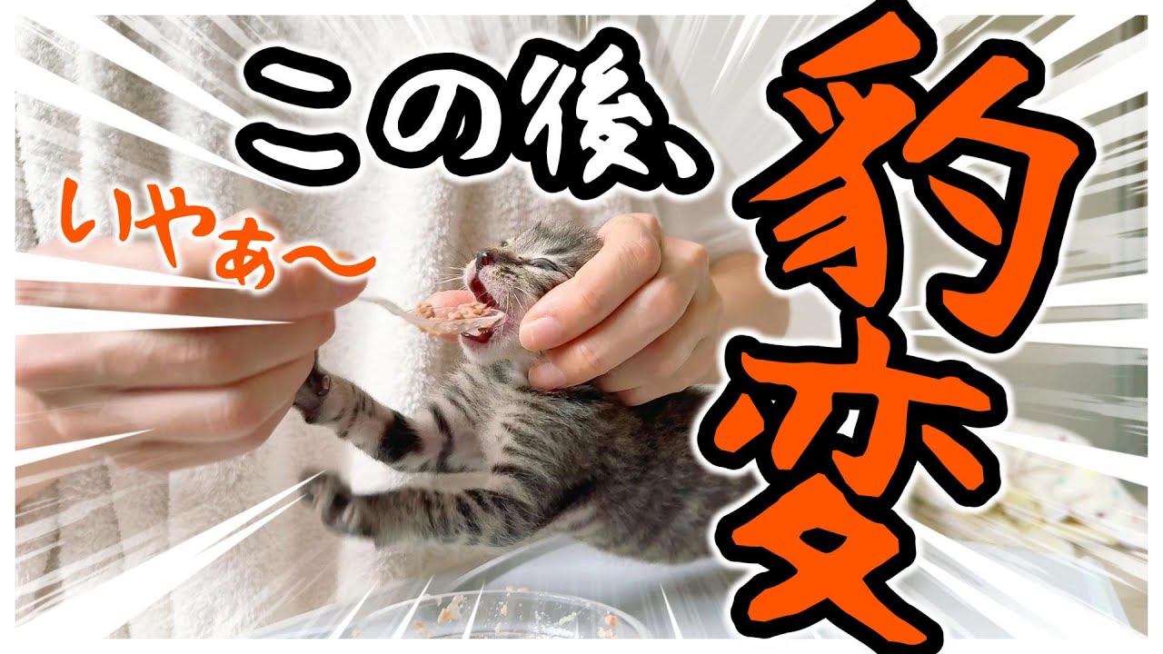 「いやぁぁあ～」からの豹変！子猫のはじめての離乳食【保護猫生活25日目】