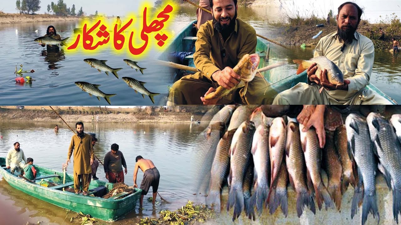 Fish hunting my village canal | machli ka shakar 